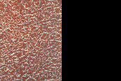 Terrain Sample