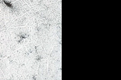Seasonal Activity on Polygonal Terrain