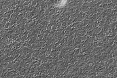 South Polar Residual Cap Site