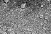 Inverted Craters in Arcadia Planitia