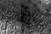 USGS Dune Database Entry Number 1246-742