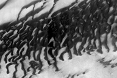 Dune Monitoring in Lyot Crater