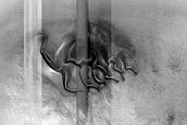 Dune Monitoring in Crater