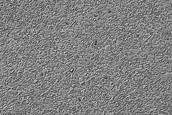 South Polar Residual Cap Intraseasonal Change Monitoring
