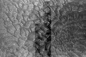Dune Monitoring in Crater