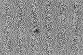 Monitoring New Impact Site