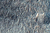 Gullies in Southern Mid-Latitude Crater