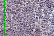 Terrain Sample
