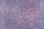 Terrain Sample