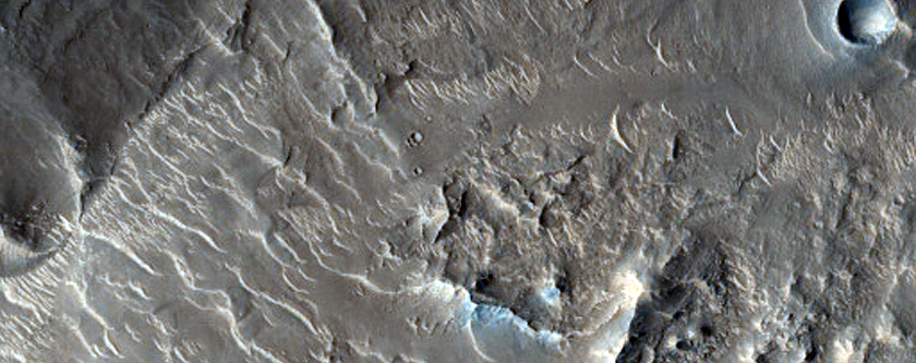 Crater Rim in Nepenthes Mensae