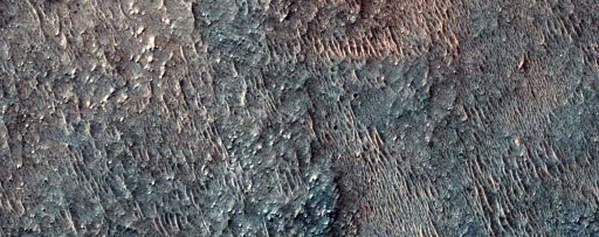 Dune Survey