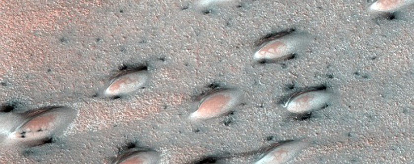 North Polar Duneforms and Frost