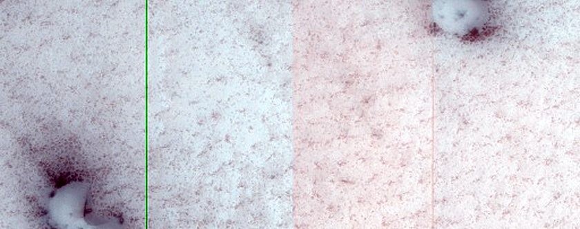 North Polar Dunes