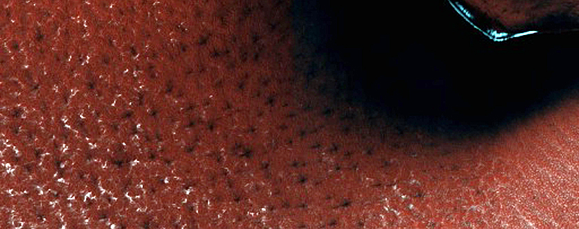 Dune Field
