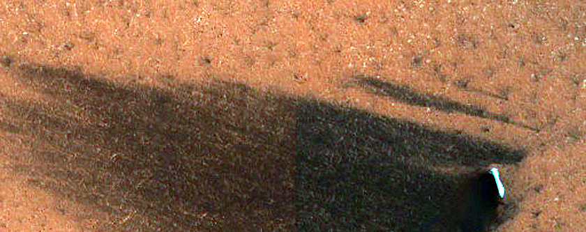 Dune Survey