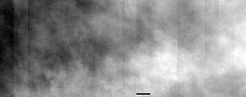 Fans of Roddy Crater