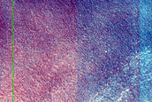 Dune Monitoring in Crater