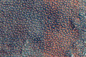 Terrain Sample