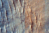 Dune Survey