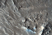Crater Rim in Nepenthes Mensae