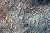 Dune Survey