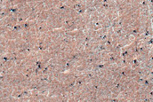 Dune Fields in Viking Image 516B35