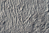 Small Impact Craters in Aeolis Dorsa