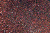 Terrain Sample