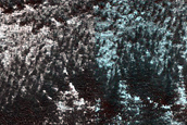 Persistent Northern Plains Ice Deposit Monitoring in Heimdal Crater
