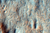 Cones in Northern Mid-Latitudes