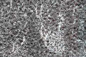 Terrain Sample