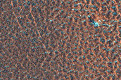Terrain Sample