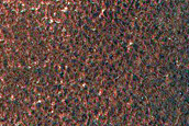 Northern Plains Terrain