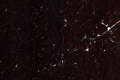 Northern High-Latitude Frost-Enhanced Polygons