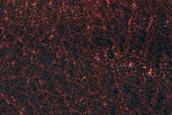 Terrain Sample