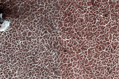 Terrain Sample