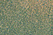 Terrain Sample
