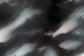 Dunes Dubbed Cool Fans