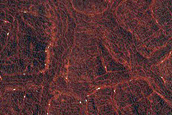 Northern High-Latitude Frost-Enhanced Polygons