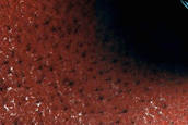 Dune Field
