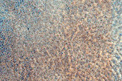 Crater Monitoring