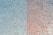 Dune Survey