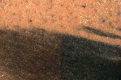 Dune Survey