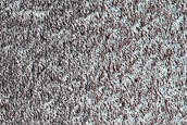 Perennial Ice