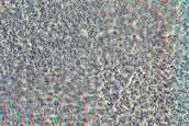 Crater Monitoring