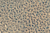Northern Plains Monitoring