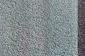 Monitoring Dune Source in West Olympia