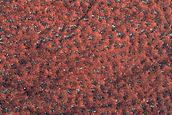 Terrain Sample