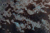 Dune Survey