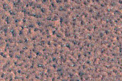 Monitor Northern Plains Bright Patches
